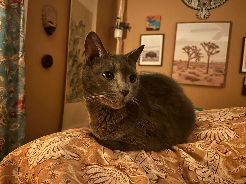 Grey cat loafing on a bed 