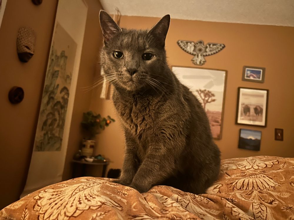 Grey cat sitting on a bed 