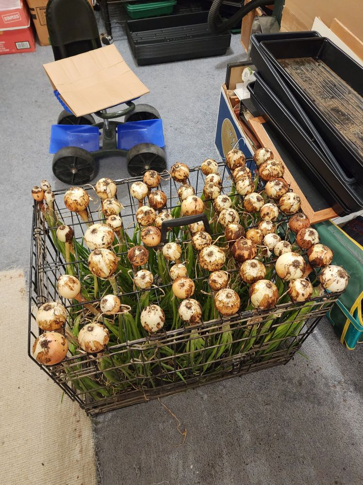 Onions harvested and set to cure, thanks for the great idea to use a dog kennel whoever it was, what a good idea, may need to keep an eye out for another. sure works good.