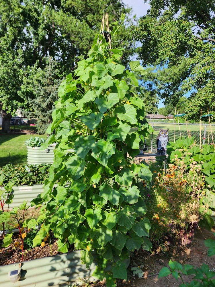 Cucumbers growing to the top of 8ft trellis