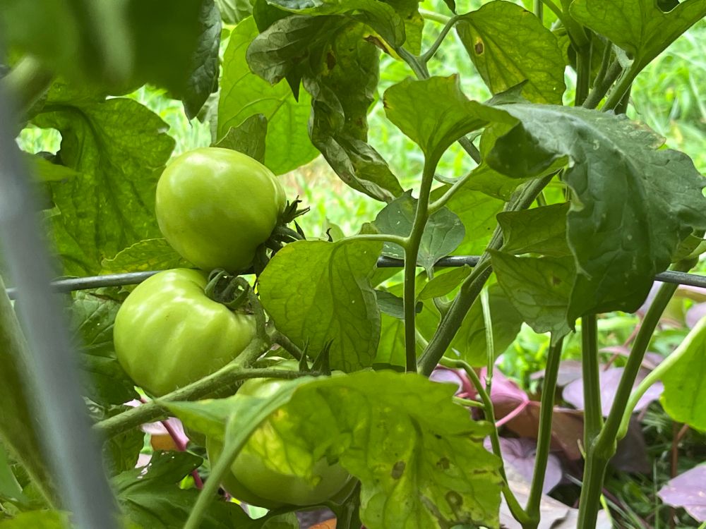 A bundle of plump green tomatoes that are growing in… soon