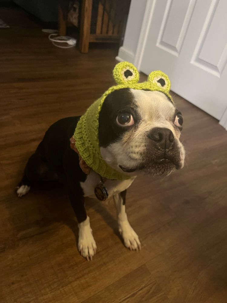 Bebop the dog dressed as the frog from over the garden wall. He’s wearing a green crochet hood with little eyes on the top