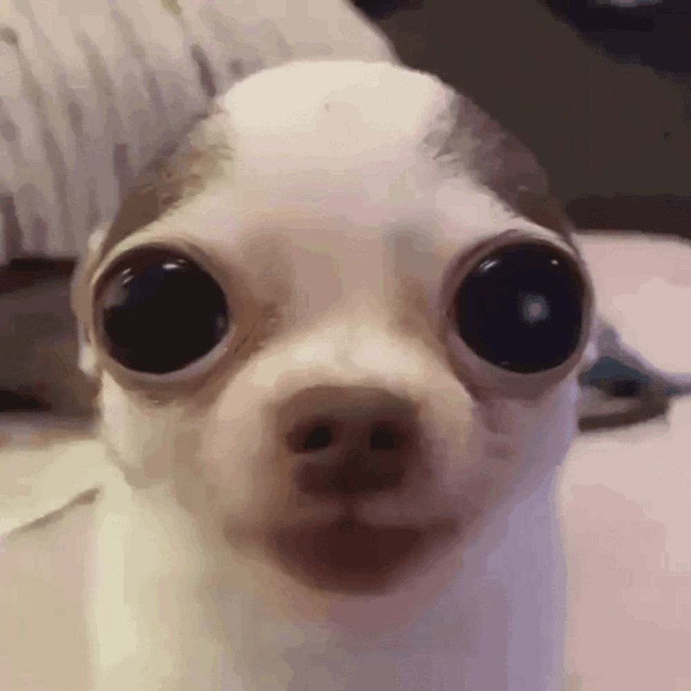 a close up of a small dog with very large eyes