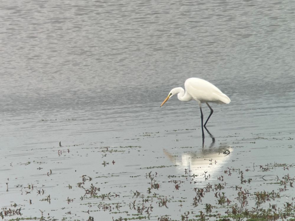 Great Egret