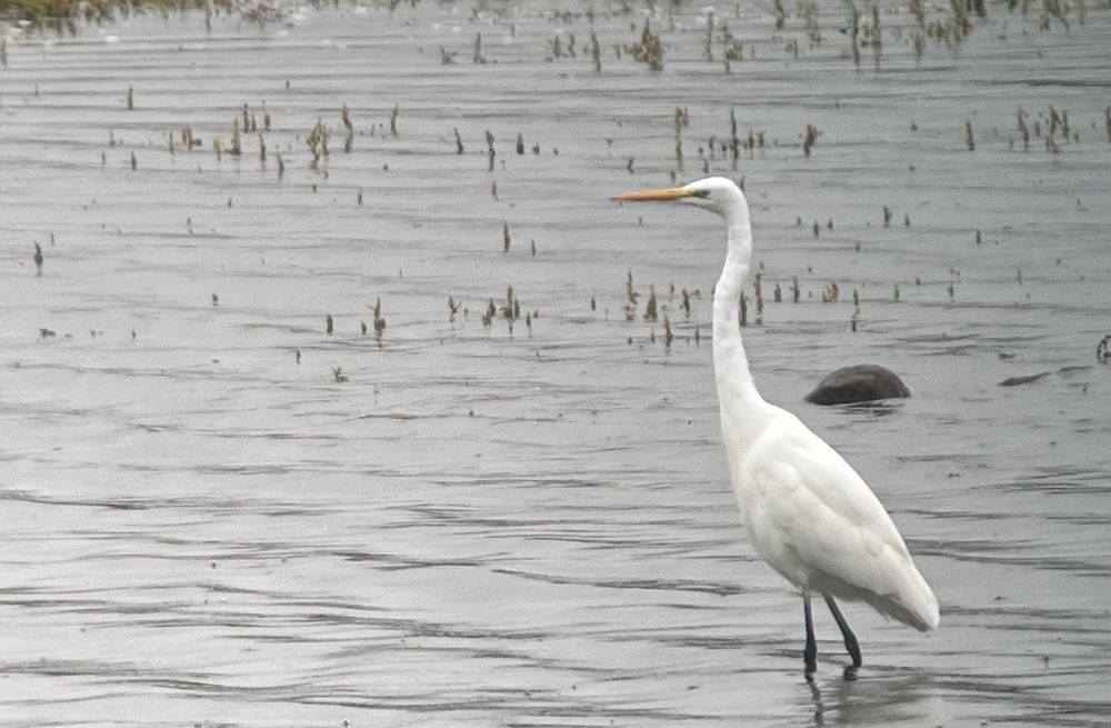 Great Egret