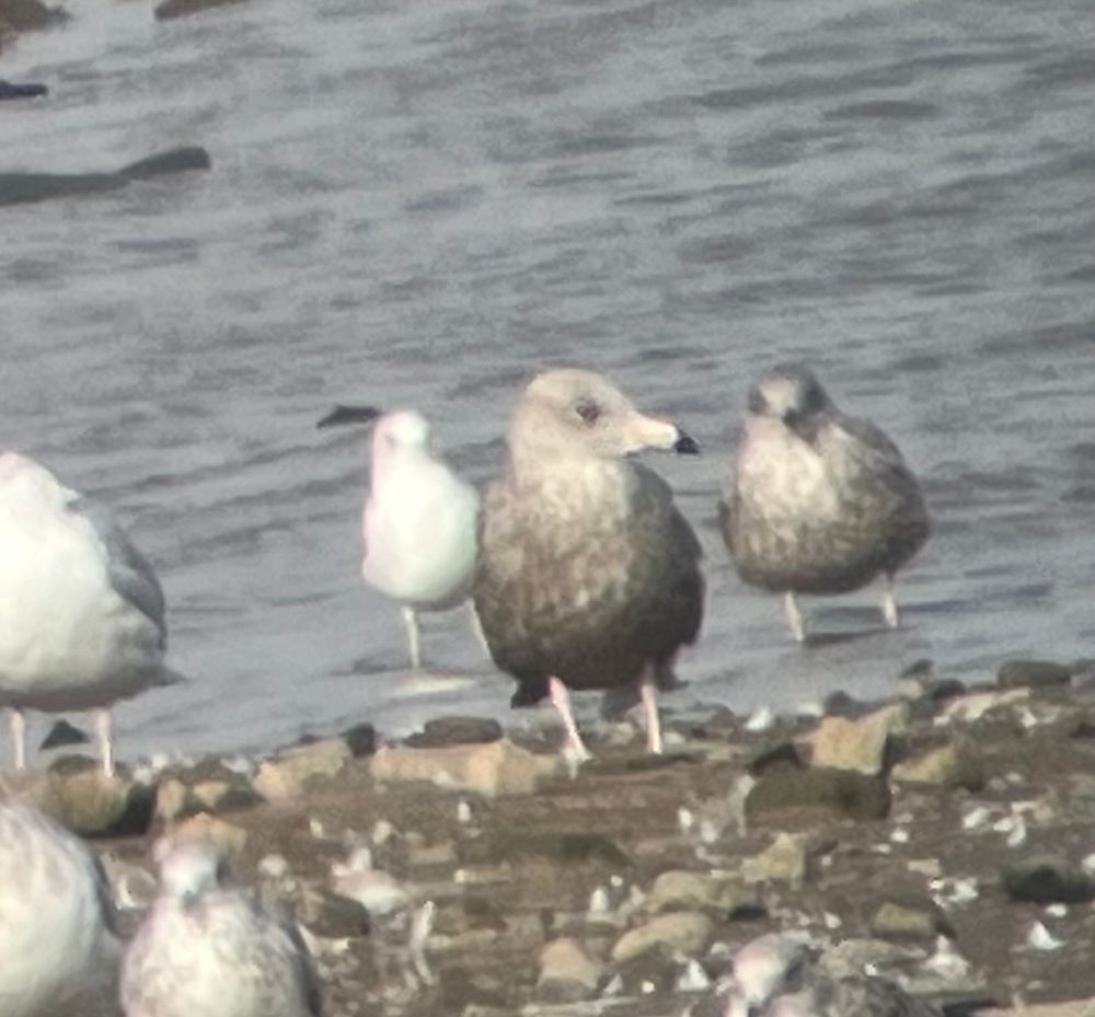 Juvenile Glaucous Gull at Maidens Hall Lake, Northumberland
