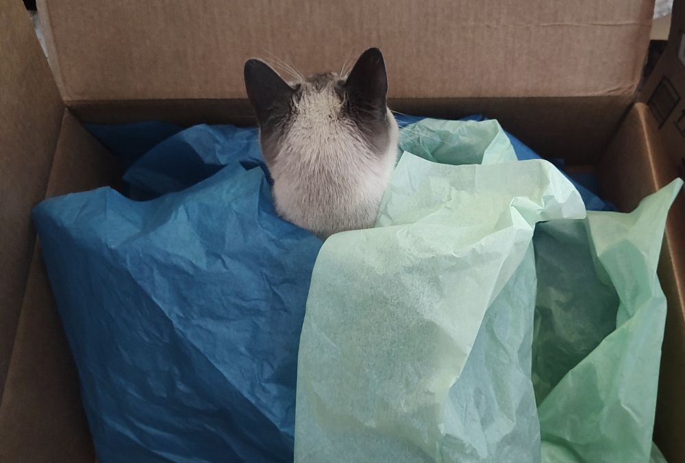 Small Gray and white tabby cat playing in a cardboard box with multiple shades of blue tissue 