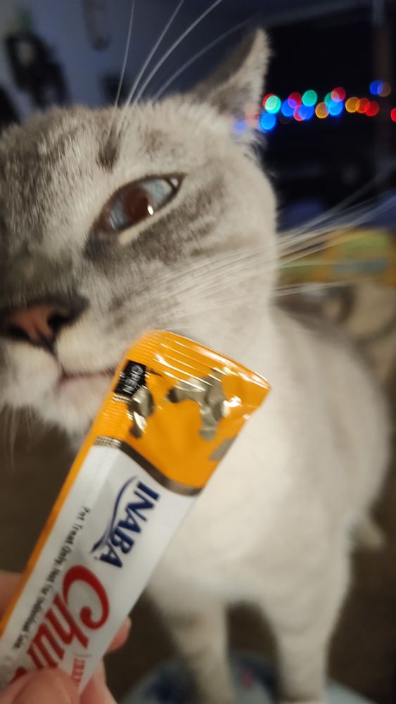 Small gray and white tabby cat sniffing a yellow and white tube of cat treats