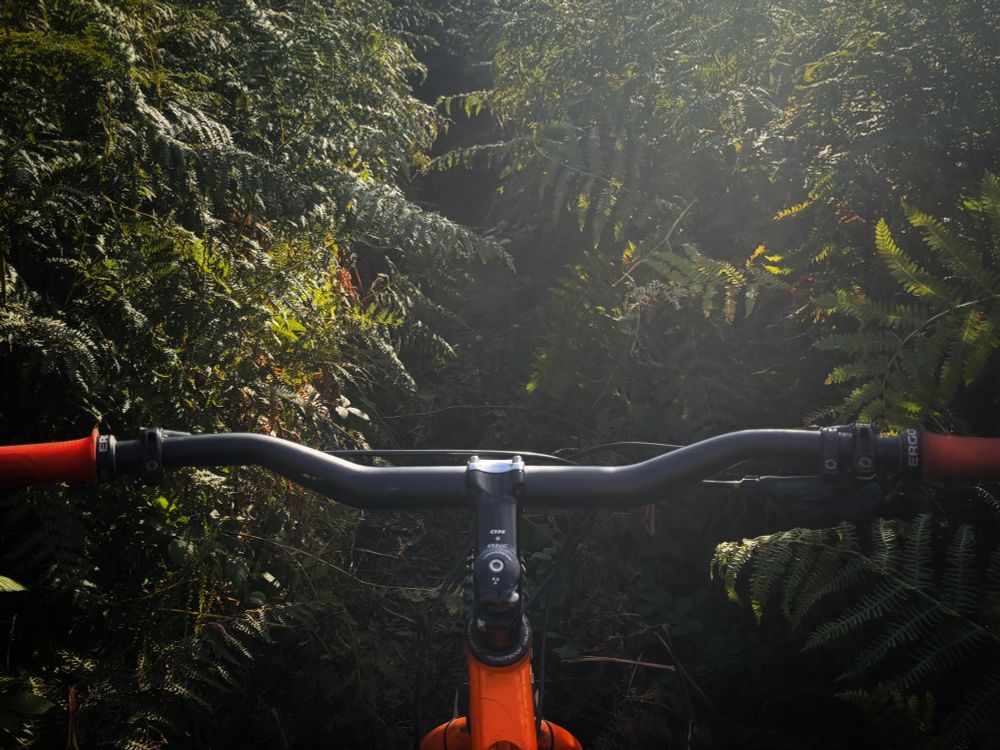 Over the handlebar view of a very overgrown singletrack trail. Head high bracken both sides. Trail is narrower than my bars.