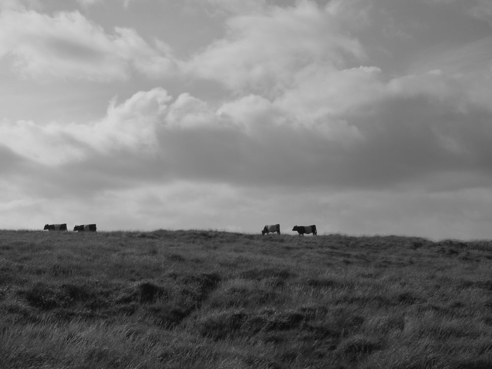 A herd of Belted Galloway cattle make their way across a grassy ridge under a huge looking sky.