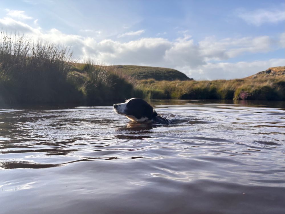 Lucas the dog enjoying a dip.