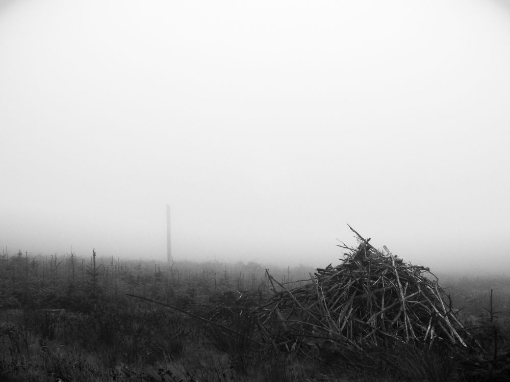 B&W photo. Pile of brash surrounded by small conifer saplings. Trunk of a standing deadwood looming in the mist beyond.