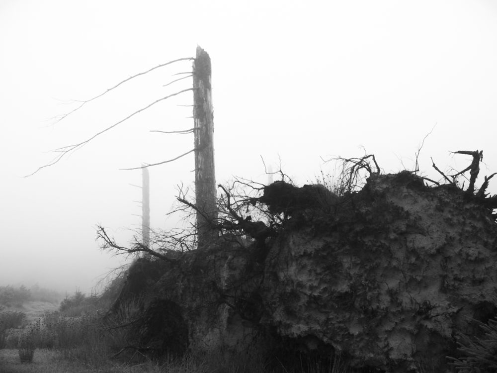 Line of exposed roots of fallen conifers with two standing deadwood trees above.