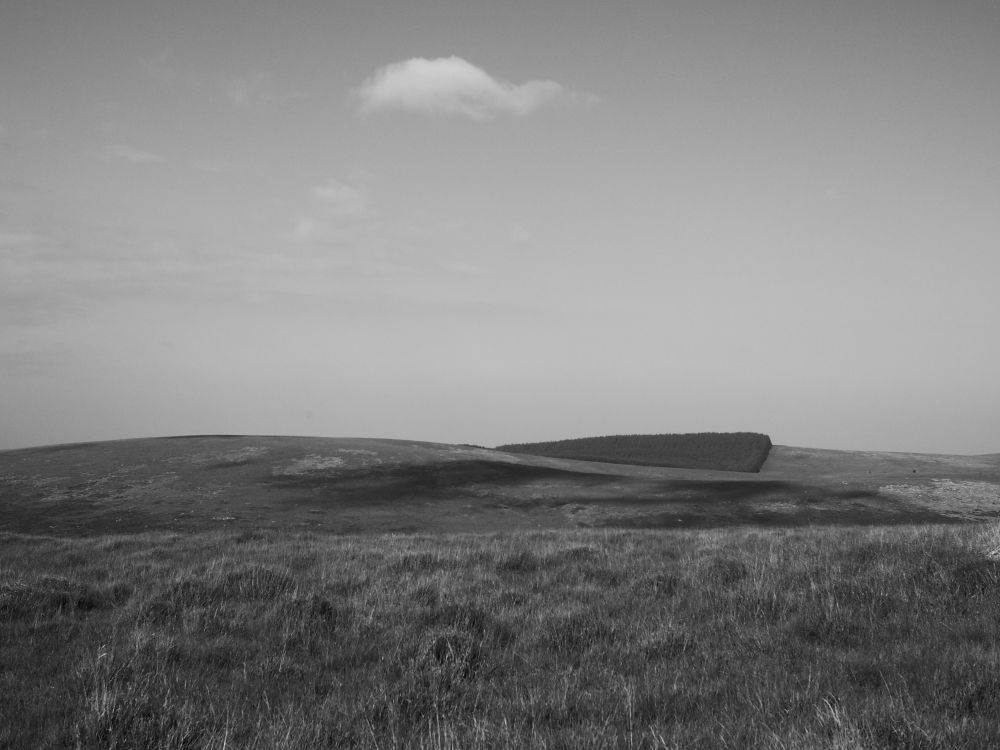 Wide open and empty moorland landscape, with the incongruous and artificial lines of a dense commercial forestry plantation on the far ridge. 