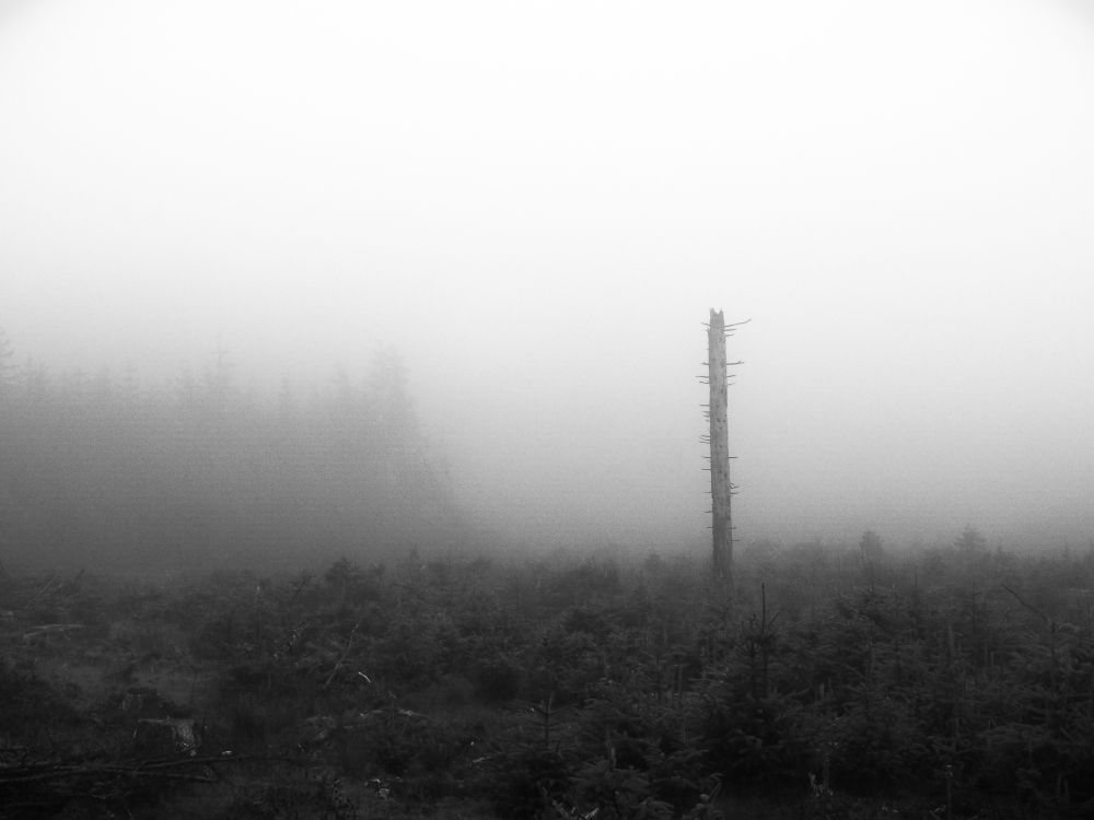 B&W photo. Trunk of a standing deadwood - line of still standing trees just visible in the fog behind.