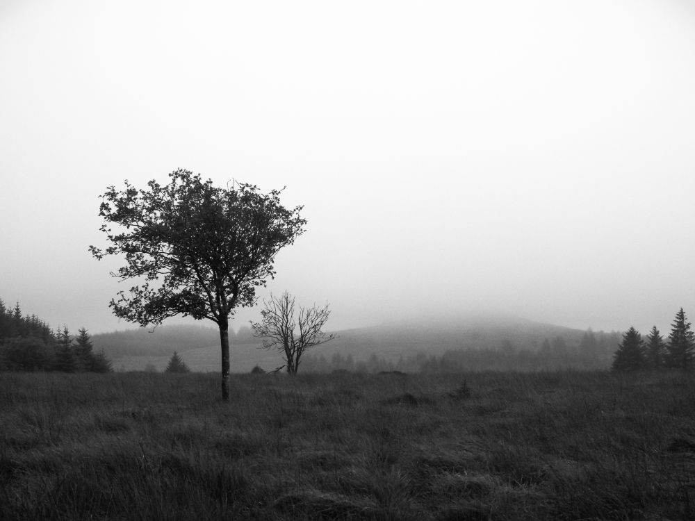 Two small deciduous trees in a wide clearing in the forest - conifers just visible both sides. The summit of Bellever tor rises into the mist in the background.