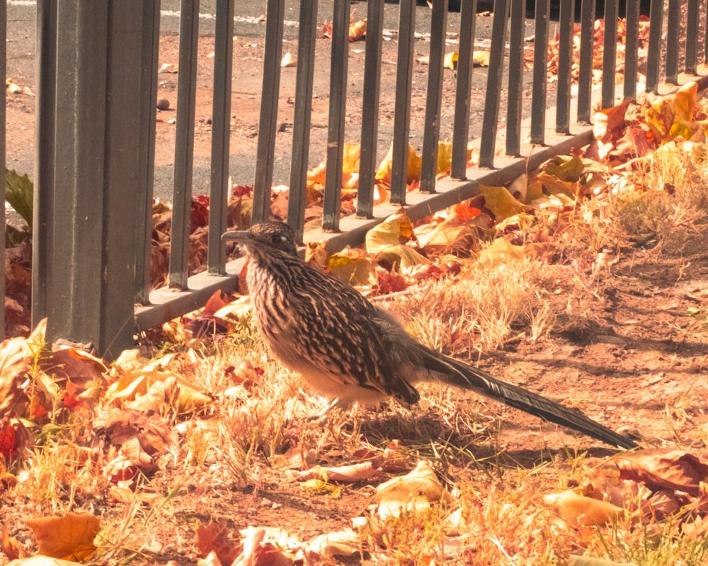 Roadrunners hunting for lunch