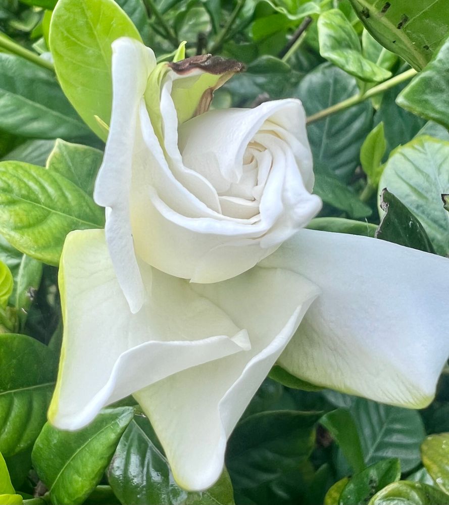A new gardenia bud in its opening phase, creamy white against bright green, shiny leaves, a rare and completely unexpected sight in the South Florida August heat.