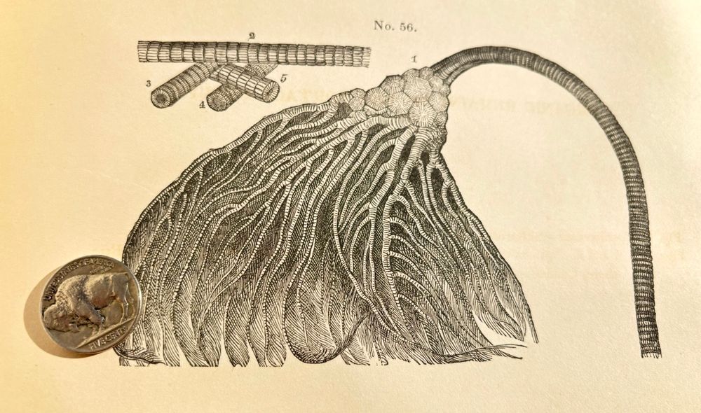 An illustration of a feathery crinoid fossil with very fine details. The stem is on the right and its feathery cap is drooping to the left.


#SciArt 🦑
