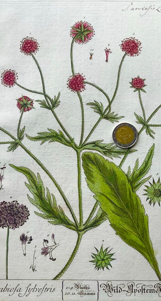 A botanical illustration of pincushion flowers consisting of a stemmed plants, leaves, and purple flowers on laid paper. There is taxonomy information at the bottom labeling it Scabiosa. 





#womeninstem #bloomsky