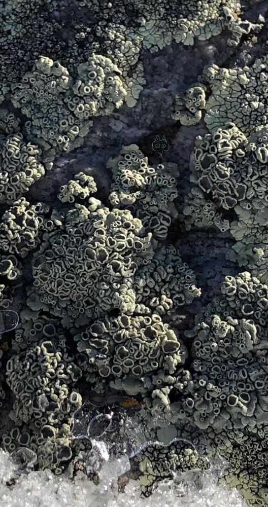 A bumpy rock surface covered with light sea green lichens with a blanket of cup like structures (apothecium). Ice and snow crystals are visible where the rock is poking through at the bottom of the photo.





#lichen #lichens 