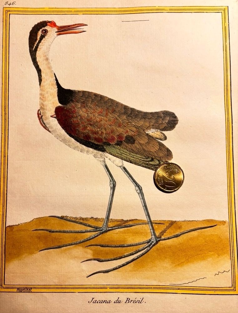 A colored illustration on laid paper of a white chested bird with brown foliage standing on bare ground in partial profile. It’s a jacana, wader, so it has long legs and very broad splayed feet. It’s labeled Jacana du Brésil.





#birds #birdsky #birdoftheday #sciart 🐡
