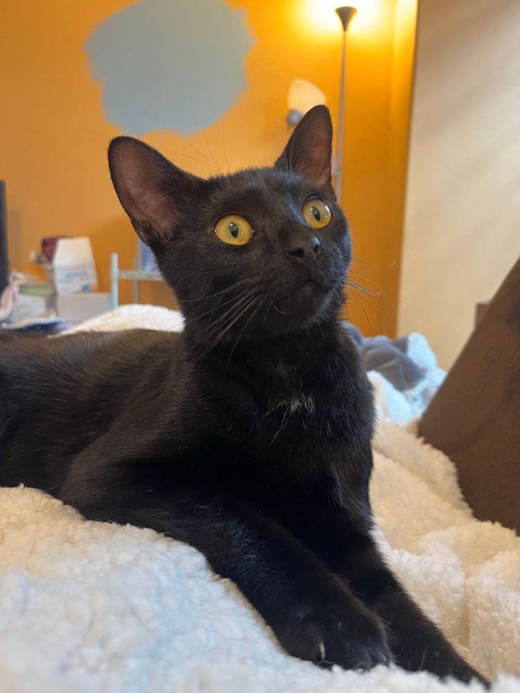 Chicory, an all black cat with a shiny coat and large, wide orange eyes