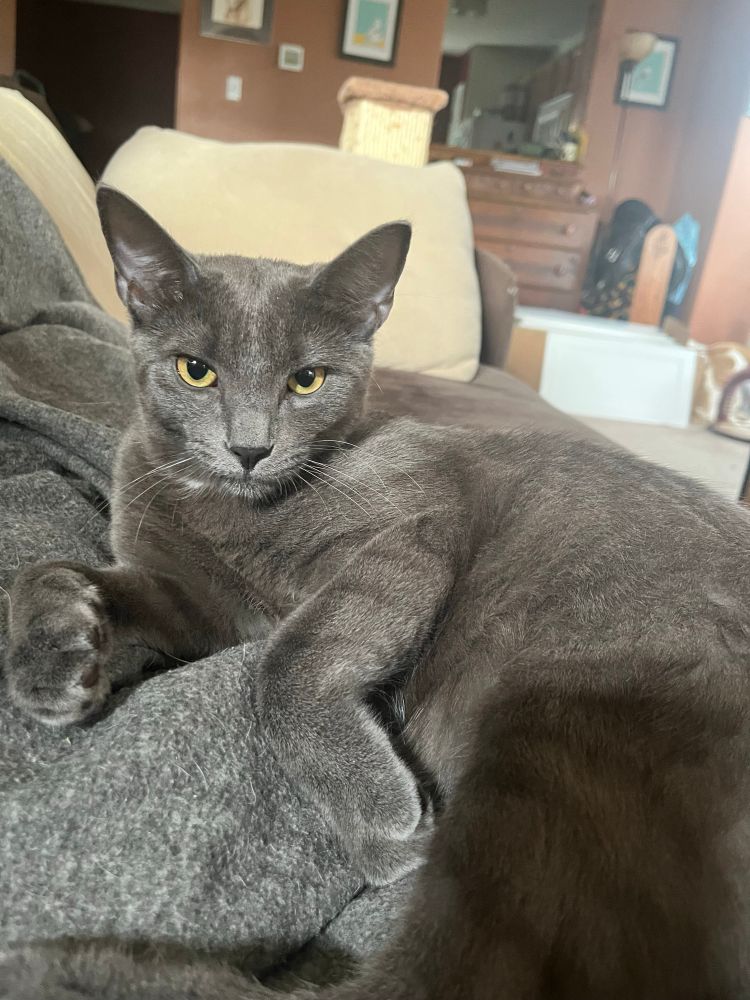 Baby Ruth, a beautiful silver grey cat with striking yellow eyes.