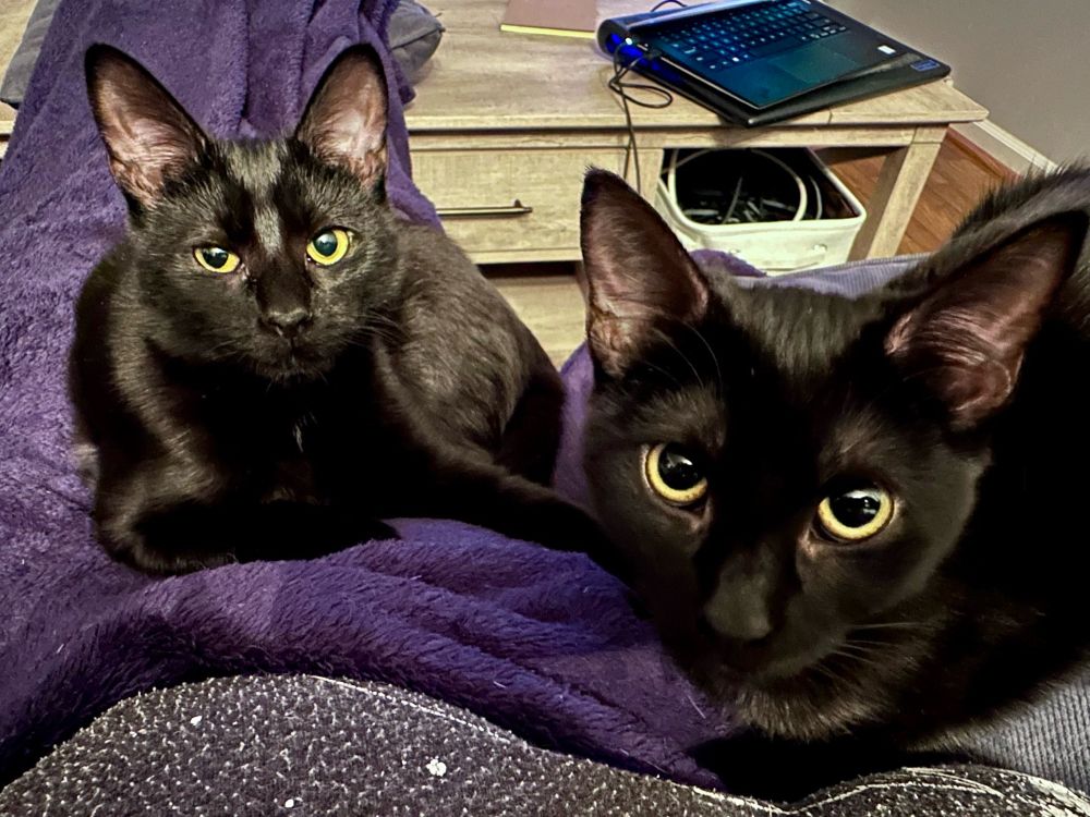 Catarina and Agnes, two shiny black young cats with striking yellow eyes.