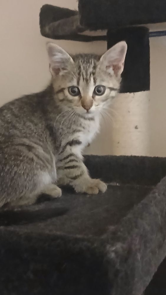 Ferrari, a cute brown tabby kitten 