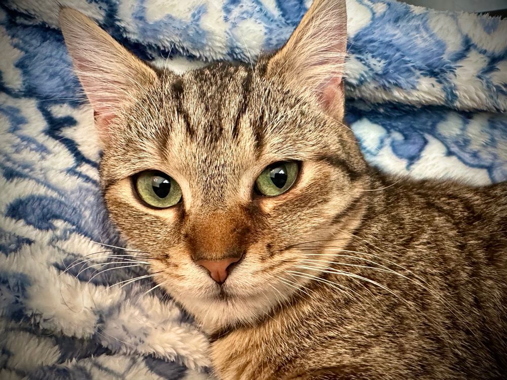 Turnip, a pretty brown tabby cat with rusty brown highlights, a pink nose and large, round aqua colored eyes. 