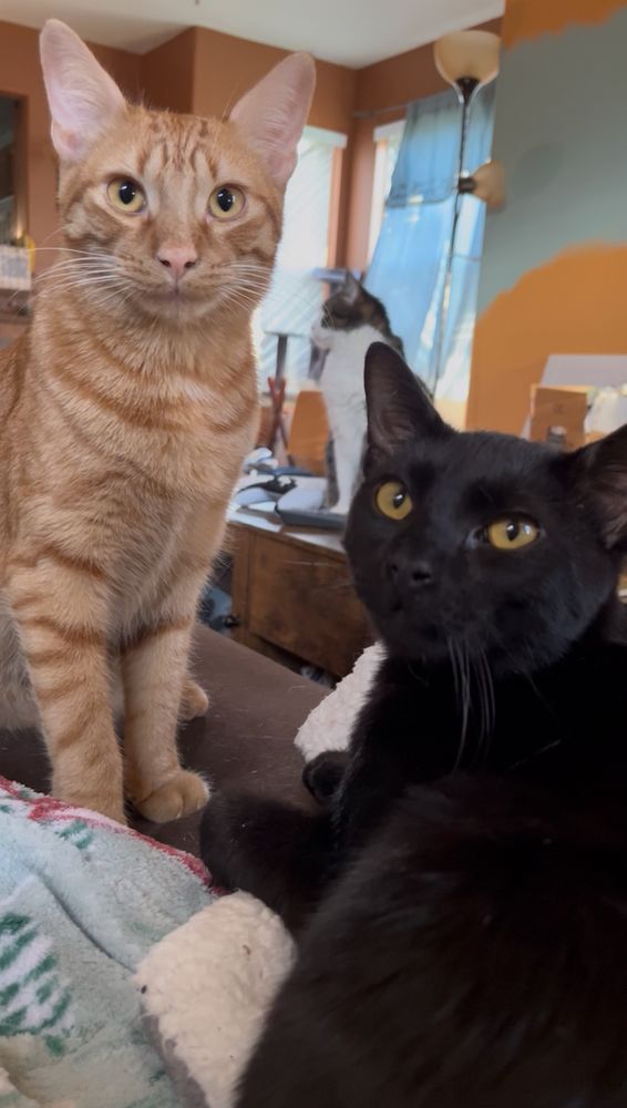 Satsuma and Chicory, a handsome orange tabby cat and his also handsome black cat companion 