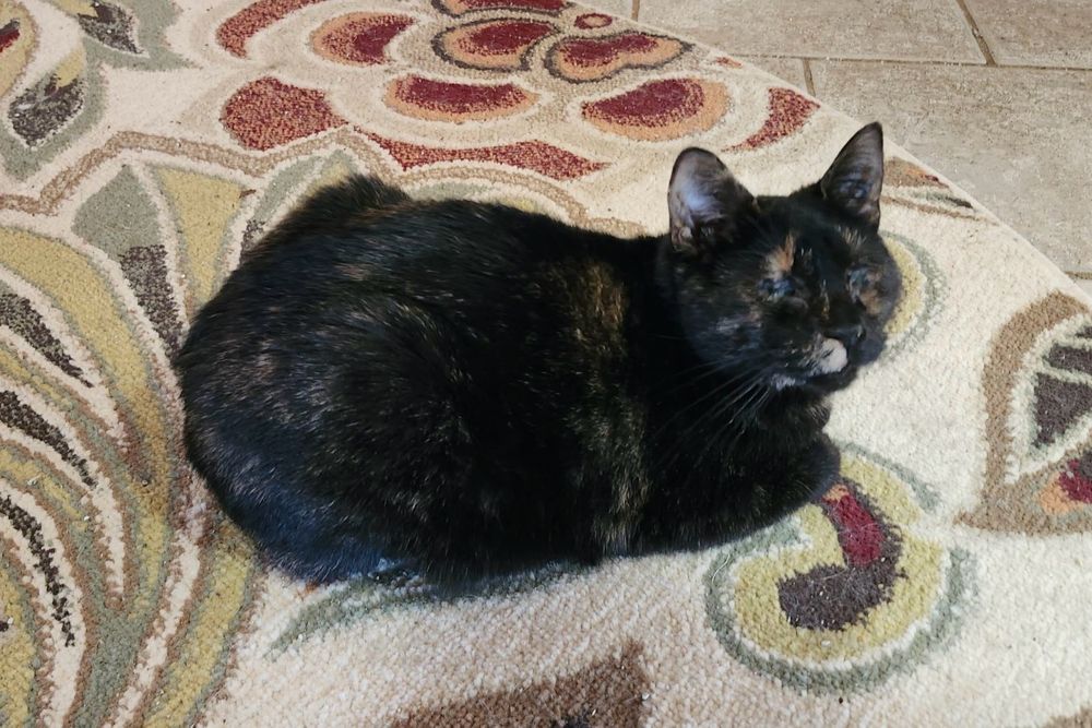 Helen, a cute tortoiseshell cat with no eyes and minimal tortie markings, “loaf” shaped on a rug. 