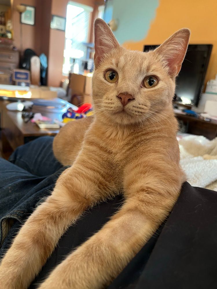 Pikachu, a handsome young buff tabby cat with amber colored eyes and tall pointy ears.