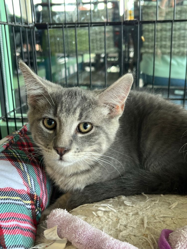 Bentley, a grey tabby kitten who has a bit of a pensive expression. 