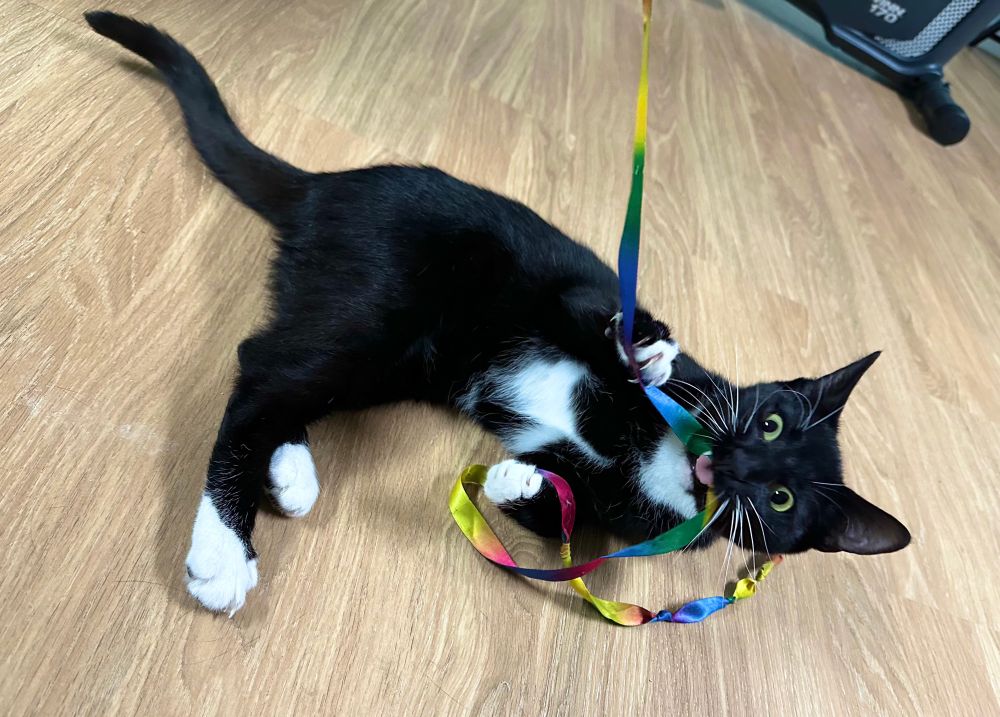 Violet, a black and white tuxedo cat with expressive green eyes rolls on her back and playfully attacks a ribbon wand.
