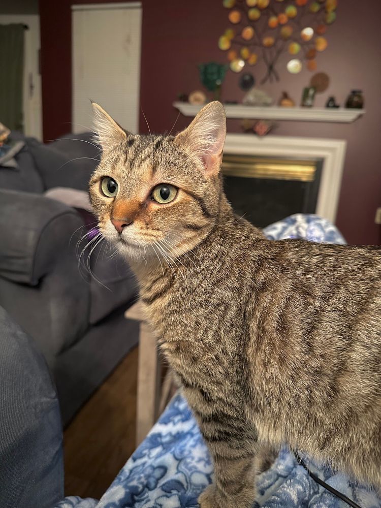 Turnip, a pretty brown tabby cat with rusty brown highlights, a pink nose and large, round aqua colored eyes. 