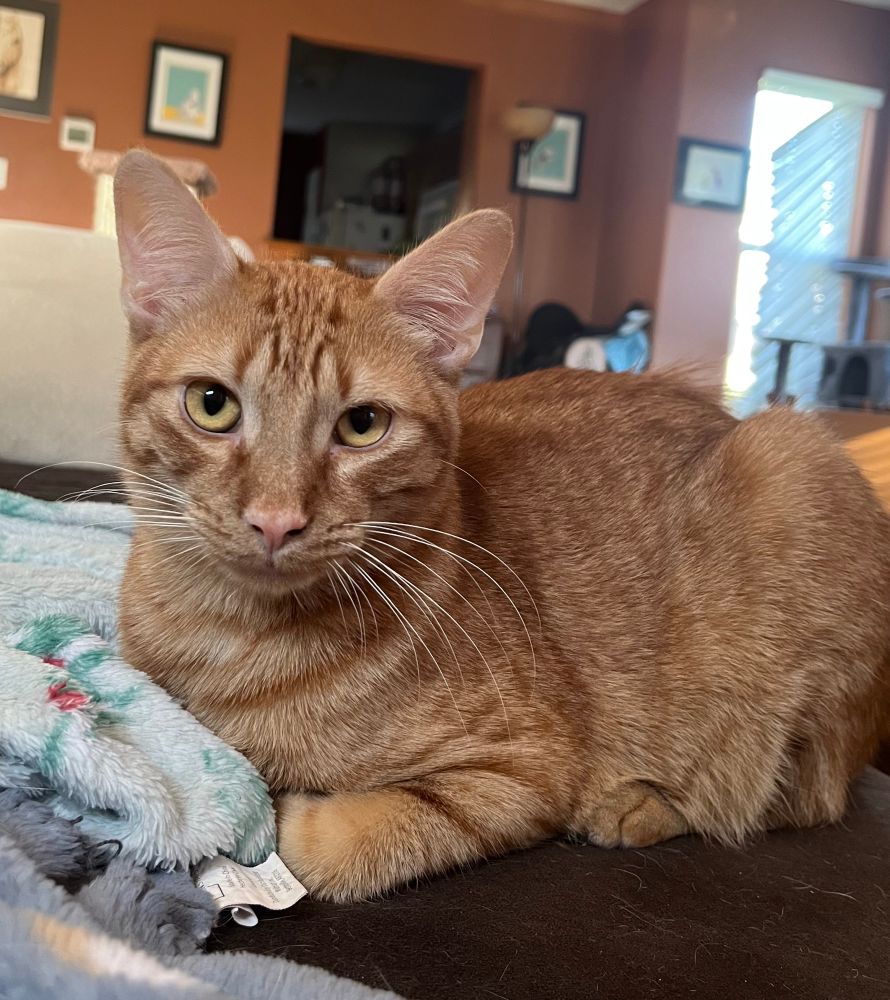 Satsuma, a very handsome orange tabby the color of marmalade with pretty stripes and gold eyes.