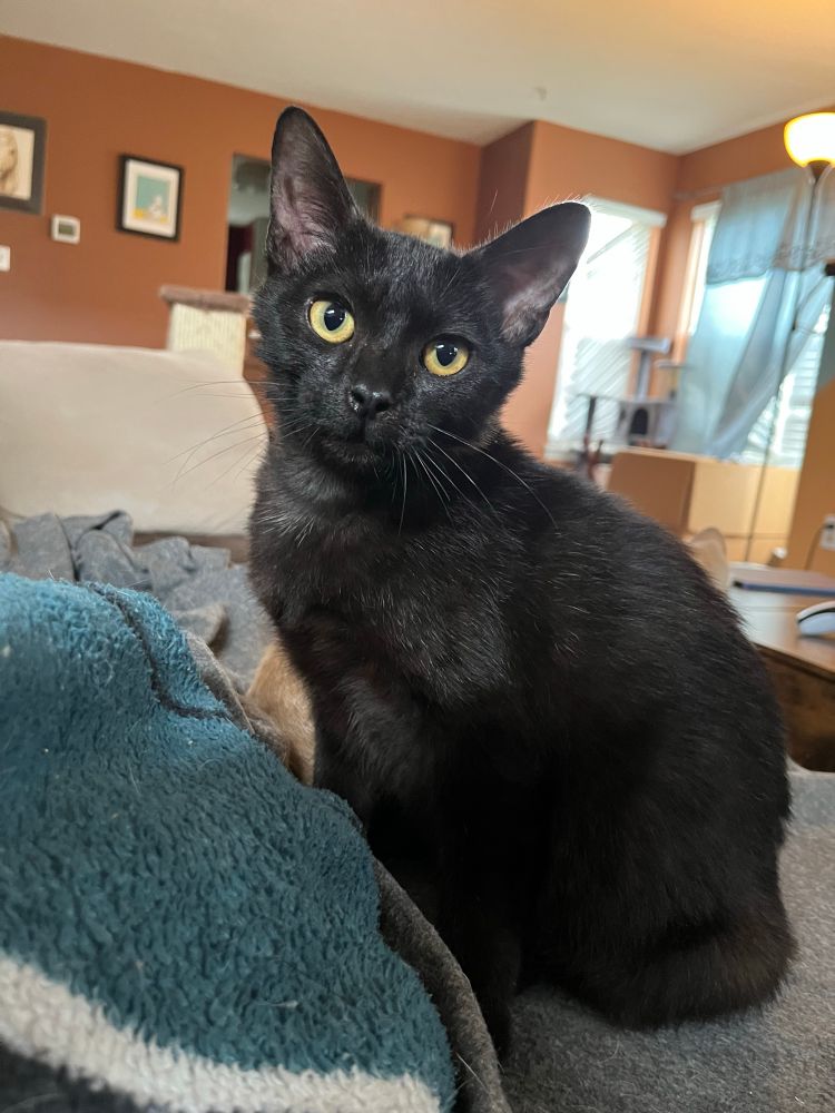Chicory, a young black cat with tall pink ears and vivid yellow eyes. 