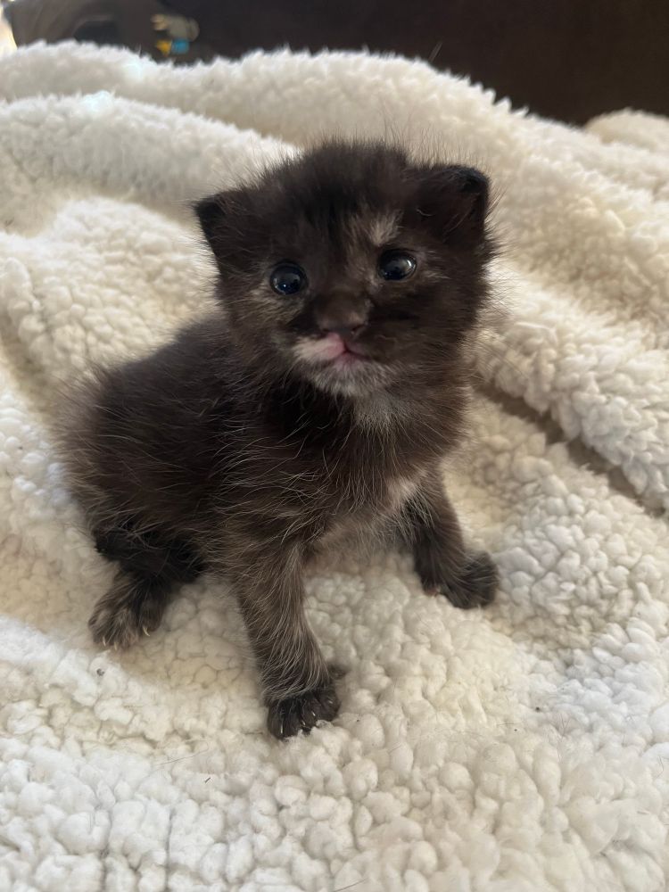 Thistle, a tiny and fuzzy 3-week old tortoiseshell kitten. 