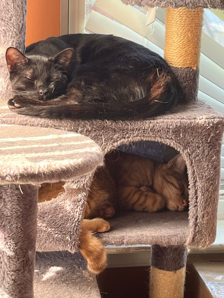 Chicory and Satsuma nap together on a cat tree, with Chicory atop a cubby box and Satsuma just below him inside the cubby.