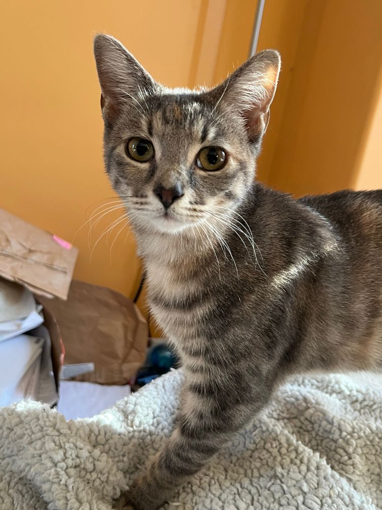 Eevee, a young dilute tortoiseshell-tabby cat with a small mouth and whiskers that sweep slightly downward like a willow tree .