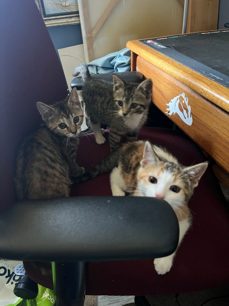 Three kittens look up, caught in the act of playing on a desk chair. 