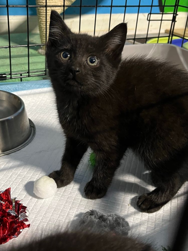 Brie, a little black kitten, about 9 weeks old. 