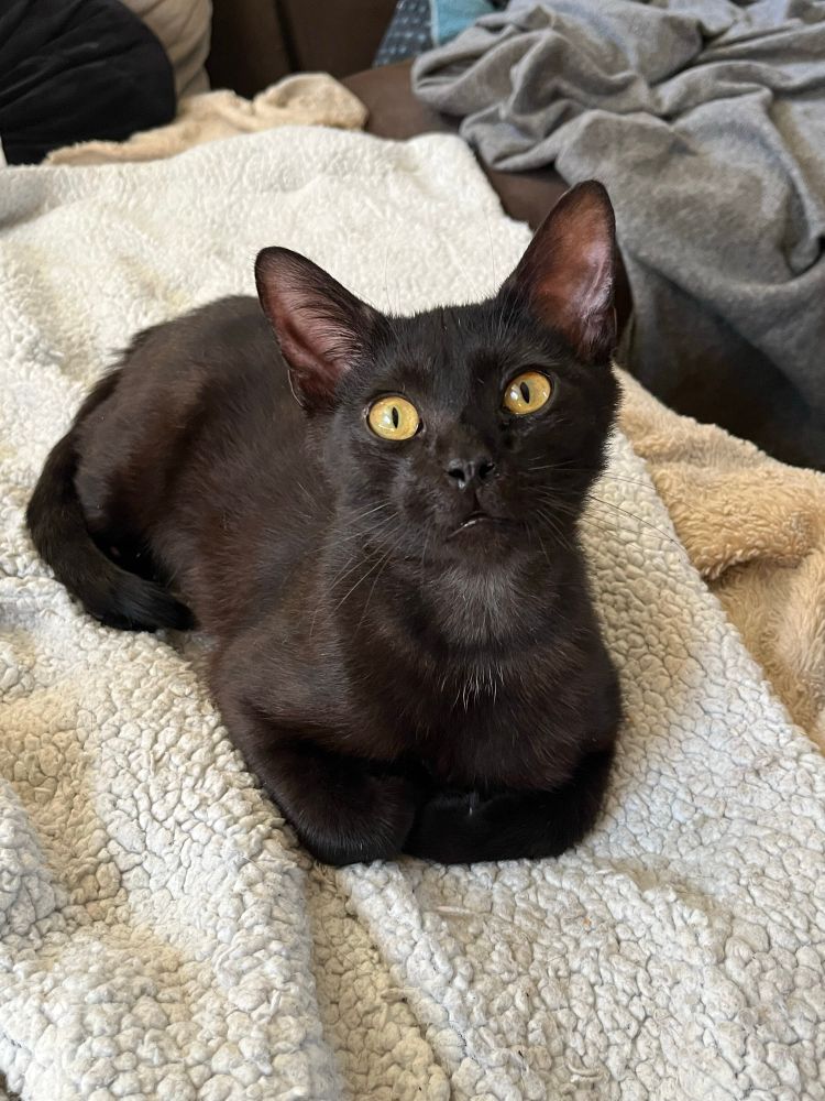 Chicory, a sleek black cat with large pink ears and round yellow eyes. 