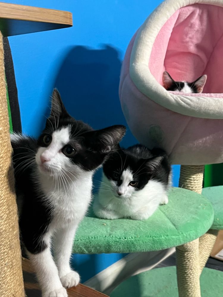 Mini Moo, Mimi, and Dipstick, three black and white “cow” kittens. Only the top of Dipsticks black ears are visible as she is hunkered down inside a cat cubby tree. 