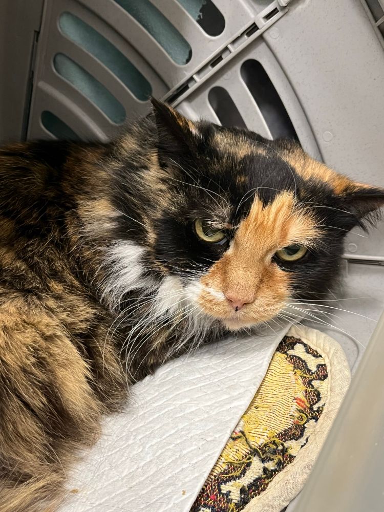Ellie, a longhaired tortoiseshell cat with a white bib and a prominent orange patch across her face. 