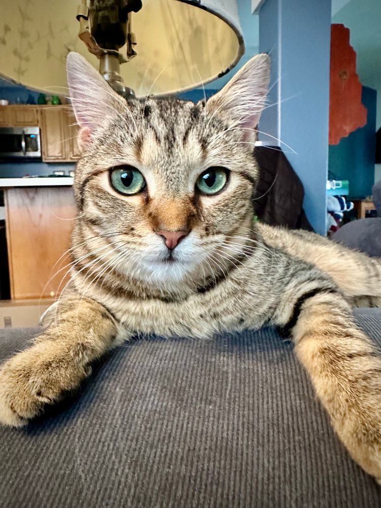 Turnip, a pretty brown tabby cat with rusty brown highlights, a pink nose and large, round aqua colored eyes. 