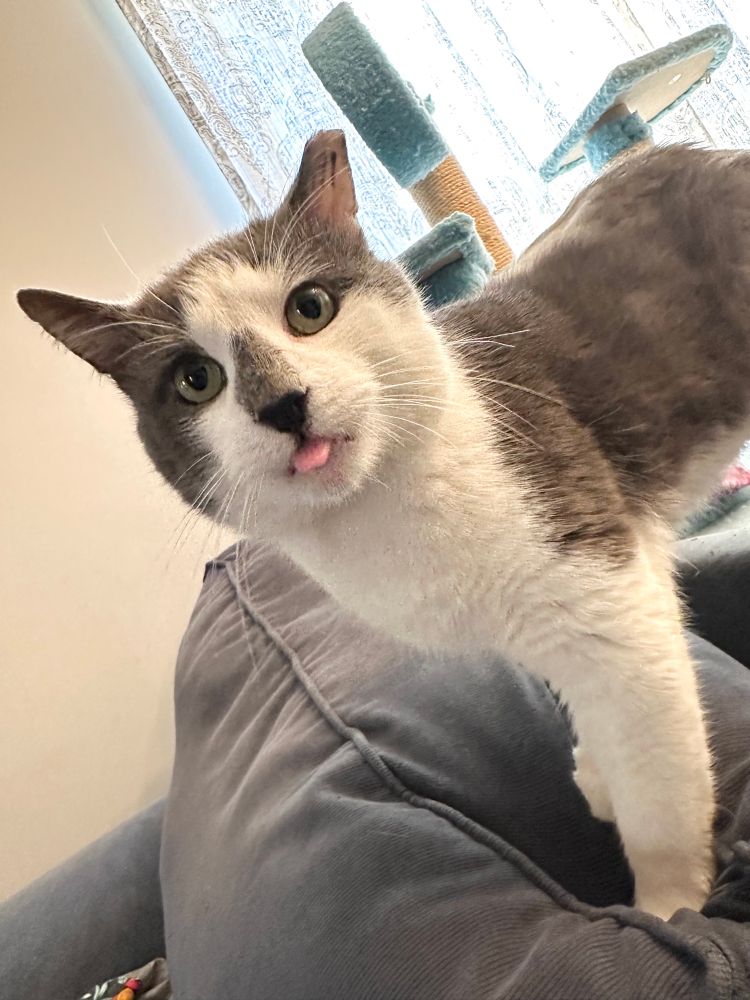 Jimson, a grey and white cat with a cute grey triangle marking over his nose, with his tongue out in a “blep”
