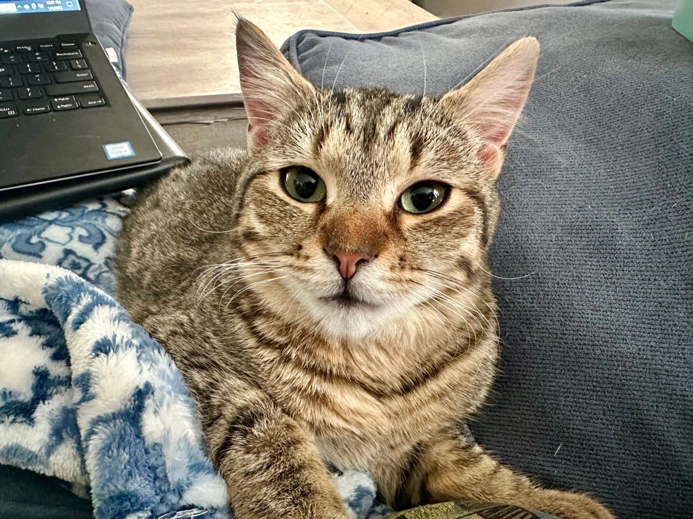 Turnip, a pretty brown tabby cat with rusty brown highlights, a pink nose and large, round aqua colored eyes. 